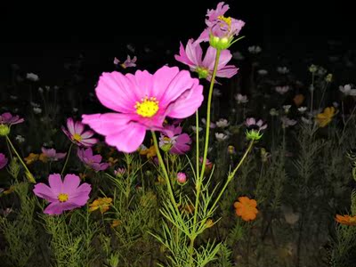 讨论解说荣耀V10和10GT手机那个好，评测细节对比，真相大曝光！