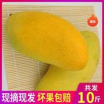 Golden Huang Hainan Fresh Freshly Found Hair of Big mango 10 catty of sweet and sweet fruit Bad fruit bag Lost Fruit Bag