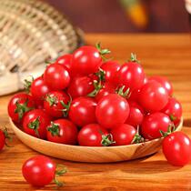 (Normal hair) 5kg Millennium cherry tomatoes fresh natural fruit tomatoes Cherry small tomatoes vegetables