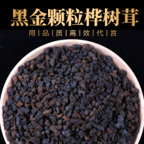 Baicao makes Birch velvet black gold granules birch tea birch tea Birch brown bacteria non-Russian imported wild