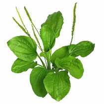 Wild Fresh Plantain Fresh Plantain Fresh Plantain Seed Wheel Grass Tortoise Feed Traditional Chinese Herbal Medicine Fever And Detoxifying