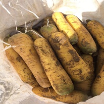 (Regular hair) Xinjiang Specialty yellow radish 5kg pilaf special carrot fresh vegetable yellow radish