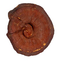 Long Baishan Ganoderma Lucidum forest Wild Basswood Ganoderma lucidum slices Pruning Northeast specialty red Ganoderma Lucidum Guohua ginseng industry