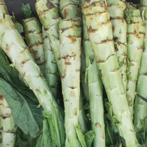 Lettuce seeds vegetable seedlings lettuce seeds Autumn Four Seasons potted garden vegetable seeds seedlings