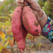 (Sweet potato seed potato) 5kg planting red heart honey potato sand Sweet Sweet Sweet Potato Sweet Potato Sweet Potato Sweet Potato Sweet Potato home planting sweet potato