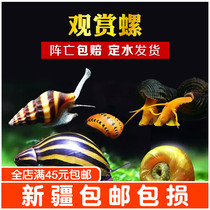 Ornamental Snail Algae Tools Spio Living Freshwater Apple Zebra Onions Killer Diamond Honeybee Clean Tool Snail