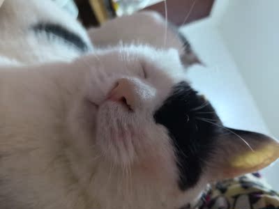 若你为了拥有美好情人和理想爱情，不断掩盖自己的不美好和不理想，那么最终你不但找不到自己，也会得不到感情。那些好与不好都应该在太阳下面透透气，有的会长大，有的会蒸发，别藏起来，那是它们自己的命运。 ​