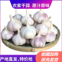 Farmhouse Self-planted net weight 5 catty garlic Henan unfounded garlic head fresh and low price dried garlic purple white leather