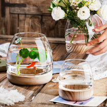 Day style vase transparent glass water raising plant green loo water peware fish tank living room flower arrangement desktop web red pendulum piece