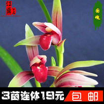 Aromatic orchid specials Jianlan Muran spring sword red element National Soul Summer with flower buds for sale good orchid