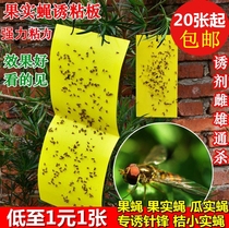 Melon Fruit Fly Sticky Plate Fruit Fly Fruit Fly Solid Fly Tangerine Solid Fly Needle Bee Sticky Plate Trap Lure