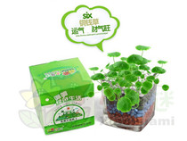 Desktop green grass hydroponic plants Radiation-proof negative ion square cup colored leaf grass office plant planting