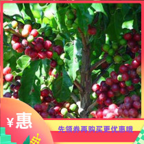 Carl freshly ground fresh roasted special alcohol espresso cappuccino latte espresso coffee beans 500g