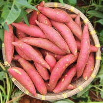 Board millet sweet potato small sweet potato sweet potato ground melon fresh from a farmhouse with box 10 catfish for now digging