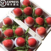 Spot current spring snow peach seasonal fruit fresh crispy peach hairy peach pregnant women 5kg honey winter peach Shunfeng