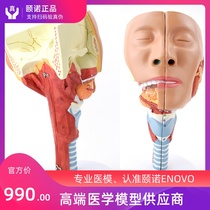 Endovo Yinuo Medical Nasopharyngeal Trachepharyngeal Muscle Anatomy Model Cyclopharyngeal Muscle Disorders Rehabilitation Teaching