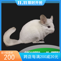 Home Breeding Dragon Cat Living Things Pet Small Cub Dragon Cat Living Baby Silver Spotted Grey Beige Video Pick