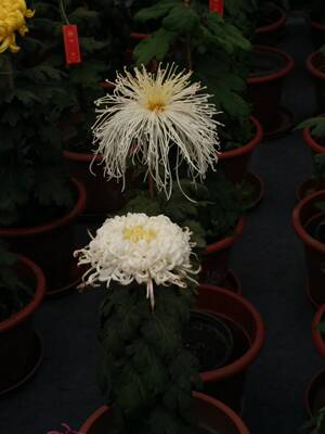 这是一个好评模板,不要看了下面都是废话。因为本仙女很懒不想每个宝贝都写好评所以才模仿网友的好评模板,但是这个宝贝不管是质量还是款式都是本仙女喜欢的如果不喜欢本仙女收到会很生气然后这个模板就会变成各种喋喋不体的吐槽,自然不会撒下这个好评给各位淘友一个参考。本宝贝还是极好的,来自一位懒省事的只爱购物不爱写评论只想换积分的仙女这是一个好评模板,不要看了下面都是废话。因为本仙女很懒不想每个宝贝都写好评所以才模仿网友的好评模板,但是这个宝贝不管是质量还是款式都是本仙女喜欢的如果不喜欢本仙女收到会很生气然后这个模板就会变成各种喋喋不体的吐槽,自然不会撒下这个好评给各位淘友一个参考。本宝贝还是极好的,来自一位懒省事的只爱购物不爱写评论只想换积分的仙女 这是一个好评模板,不要看了下面都是废话。因为本仙女很懒不想每个宝贝都写好评所以才模仿网友的好评模板,但是这个宝贝不管是质量还是款式都是本仙女喜欢的如果不喜欢本仙女收到会很生气然后这个模板就会变成各种喋喋不体的吐槽,自然不会撒下这个好评给各位淘友一个参考。本宝贝还是极好的,来自一位懒省事的只爱购物不爱写评论只想换积分的仙女这是一个好评模板,不要看了下面都是废话。因为本仙女很懒不想每个宝贝都写好评所以才模仿网友的好评模板,但是这个宝贝不管是质量还是款式都是本仙女喜欢的如果不喜欢本仙女收到会很生气然后这个模板就会变成各种喋喋不体的吐槽,自然不会撒下这个好评给各位淘友一个参考。本宝贝还是极好的,来自一位懒省事的只爱购物不爱写评论只想换积分的仙女