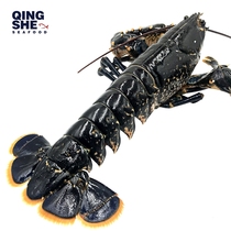(Green luxury)French imported fresh seafood Brittany Blue lobster Big lobster Blue Devil shrimp sashimi 1 and a half kg