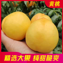 Yellow peach fresh fruit season 5kg seasonal peach crispy peach Shandong store counter White Tiger God comprehensive Hundred