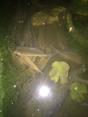 评测点评佳钓尼鱼竿有哪些系列，哪款型号比较好的？老司机说说！