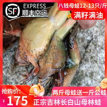 Northeast live frog fresh 12-13 Changbai Mountain live toad female leopard live snow clam fresh Shunfeng