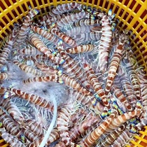 (Alive) Sea Catch Bamboo Festival Shrimp Big Nine Knobs Shrimp Spotted Shrimp Fresh Shrimp Black Tiger Shrimp Sea Shrimp Seafood Aquatic Products