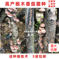 Shiitake mushroom strains on the tree Shiitake mushroom strains Original parent mushroom strains Shiitake mushroom cultivation Basswood mushroom strains