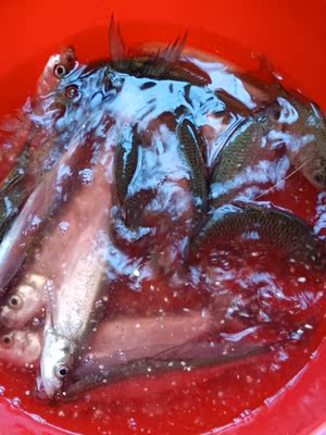 这是禅道竿今天钓到鱼。杆子顺手很好用。如有需要,还是一如既往的购买。 这是禅道竿今天钓到鱼。杆子顺手很好用。如有需要,还是一如既往的购买。