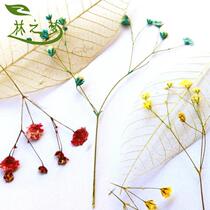 Lin Zhimeng colorful starry grass dancing flower dried flower specimen diy greeting card bookmark handmade flower material