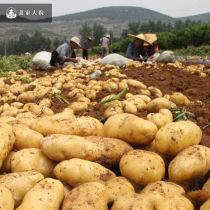 To taste fresh now dug potatoes fresh vegetables fine potato potato potato with box 5kg single fruit fruit