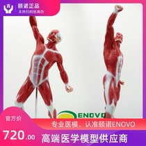 ENOVO Yinuo Medical Art Use Human Whole Body Muscle Exercise Model Shallow Muscle Anatomy Motor System