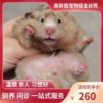 (Snow North Xiangnan)Pigeon gray pigeon gray tortoiseshell Domestic bear Golden Silk Bear Shih Tzu Hamster small pet live animal Live animal Live animal Live animal Live animal Live animal Live animal Live animal Live animal Live animal Live animal Live animal Live animal Live animal Live animal