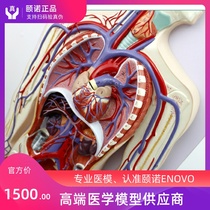 ENOVO Yinuo Human Blood Circulation System Model Systemic Circulation Pulmonary Circulation Double Circulation Cardiovascular Intervention Heart