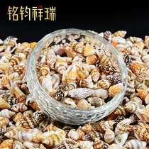 Natural shell seven treasures for Buddha Manza bottle Buddha statue collection DIY jewelry 50 grams