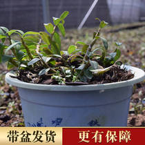 Huoshan iron skin Dendrobium bonsai seedlings 4 years dendrobium fresh strips maple bucket Indoor air purification Office green plant flowers