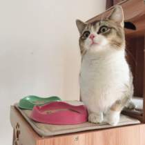 British Beco Pets Cat food bowl Rice bowl Bamboo rice fiber environmental protection anti-tipping easy to clean