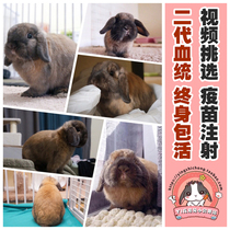Dutch Short Pituitary Twin System Pituitary Rabbit Dwarf Rabbit Child Living Pet Rabbit Rabbit