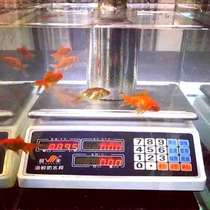 Wangfeng brand precision full waterproof electronic scale commercial 30kg kg selling fish seafood seafood meat price scale