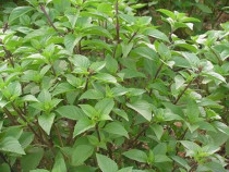 Fresh vegetables nine-layer Tower leaves fresh spices gold belt box 250g only issued Jiangsu Zhejiang and Shanghai