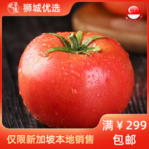 (Fruit) Cameron Tomatoes 1kg Singapore Local Shipping