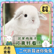 Coeared Rabbit Dutch Import Single Double Blood Pure Breezure Breedar Mini Rabbit rabbit Living Hostel Raised with little pets