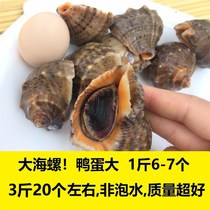 Shell seamelon cucumber Qingdao Seafood 3 kg large fresh emerald screw aquatic seafood restaurant supply