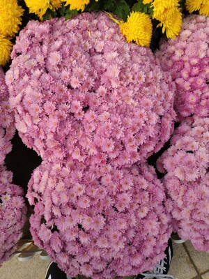 物流很快! 物流很快!