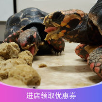 American MAZURI MAZURI tortoise food old young turtle brothers new grass powder feed grain M grain
