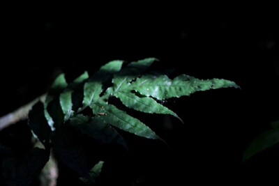 是一个好评模板，不要看了下面都是废话。因为本仙女很懒不想每个宝贝都写好评所以才模仿网友的好评模板，但是这个宝贝不管是质量还是款式都是本仙女喜欢的如果不喜欢本仙女收到会很生气然后这个模板就会变成各种喋喋不体的吐槽，自然不会撒下这个好评给各位淘友一个参考。本宝贝还是极好的，来自一位懒省事的只爱购物不爱写评论只想换积分的仙女