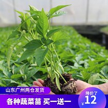 Vegetable seedling seedling Tomato seedling Virgin fruit Watermelon Cucumber eggplant Pepper seedling Pumpkin potted balcony summer seedling