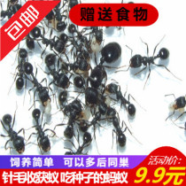 Little Mo Ant House Needle Hair Harvest Ant Pet Ant Ant Workshop Castle