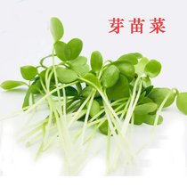 Sprouts seeds sprouts sprouts hydroponic vegetables pea sprouts radish autumn Four Seasons