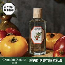 Parthenocissus French botanist CarriereFreres1884 fragrance spray flower folding fan floral fragrance Indoor